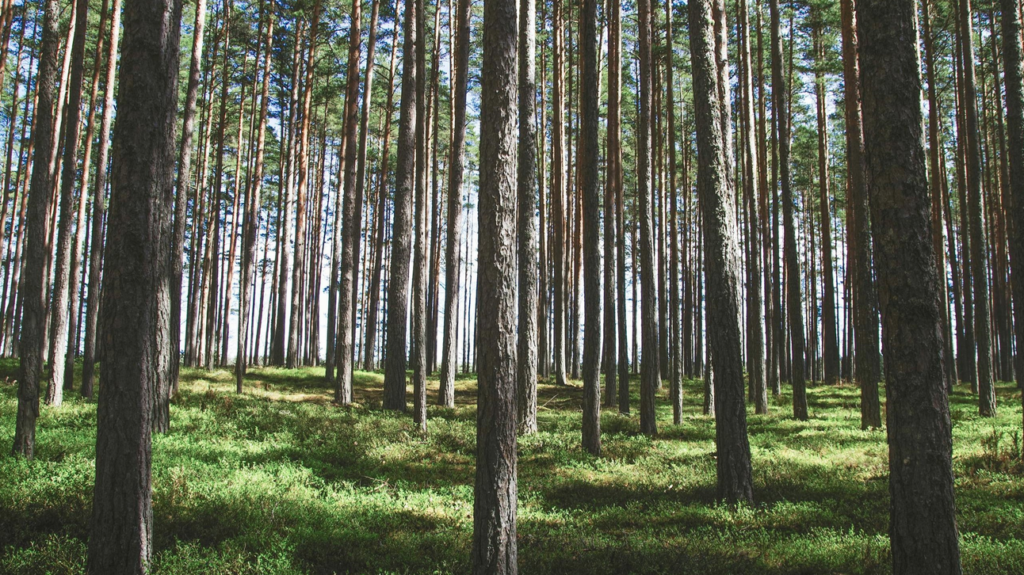 A forest of trees